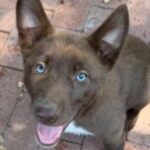 rescue_dog_honey