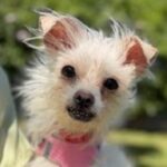 rescue_dog_iris