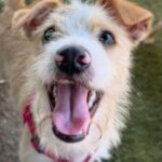 rescue_dog_kiwi