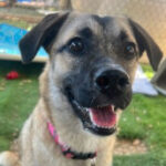 rescue_dog_lady