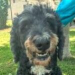 rescue_dog_lexi