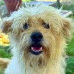 rescue_dog_papa_dog