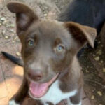 rescue_dog_phoebe