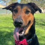 rescue_dog_simba