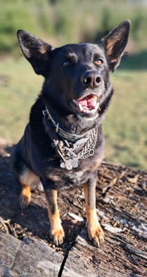 sasha_happytails