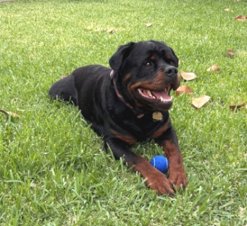 enzo2_happytails