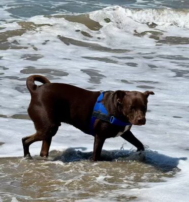 hershey_happytails