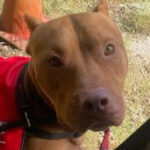 rescue_dog_deuce