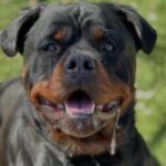 rescue_dog_enzo