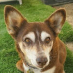 rescue_dog_ginger