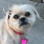 rescue_dog_kiki