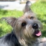 rescue_dog_whiskey
