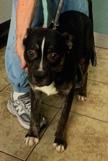 boone1_courtesylisting