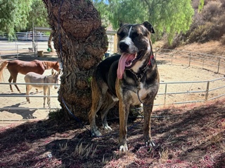 cody2_courtesylisting