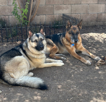 max_and_annie_d1_courtesylisting (2)