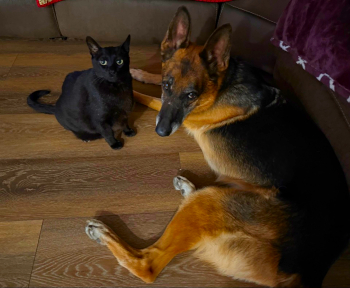 max_and_annie_d1_courtesylisting (3)