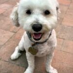 rescue_dog_duffy