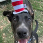 rescue_dog_homer