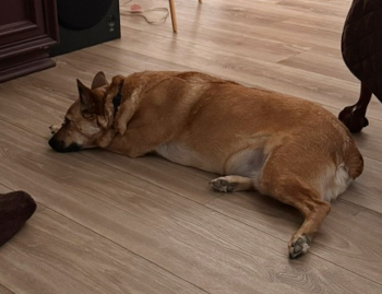 roxie_happytails (1)