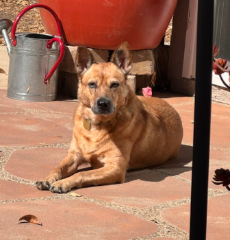 roxie_happytails (2)