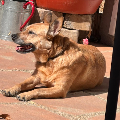roxie_happytails (3)