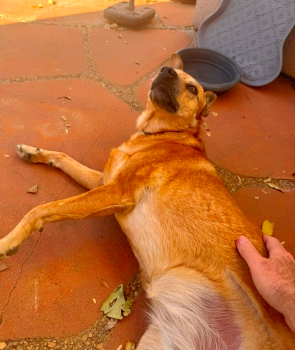 roxie_happytails (4)