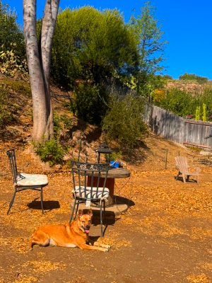 roxie_happytails (5)